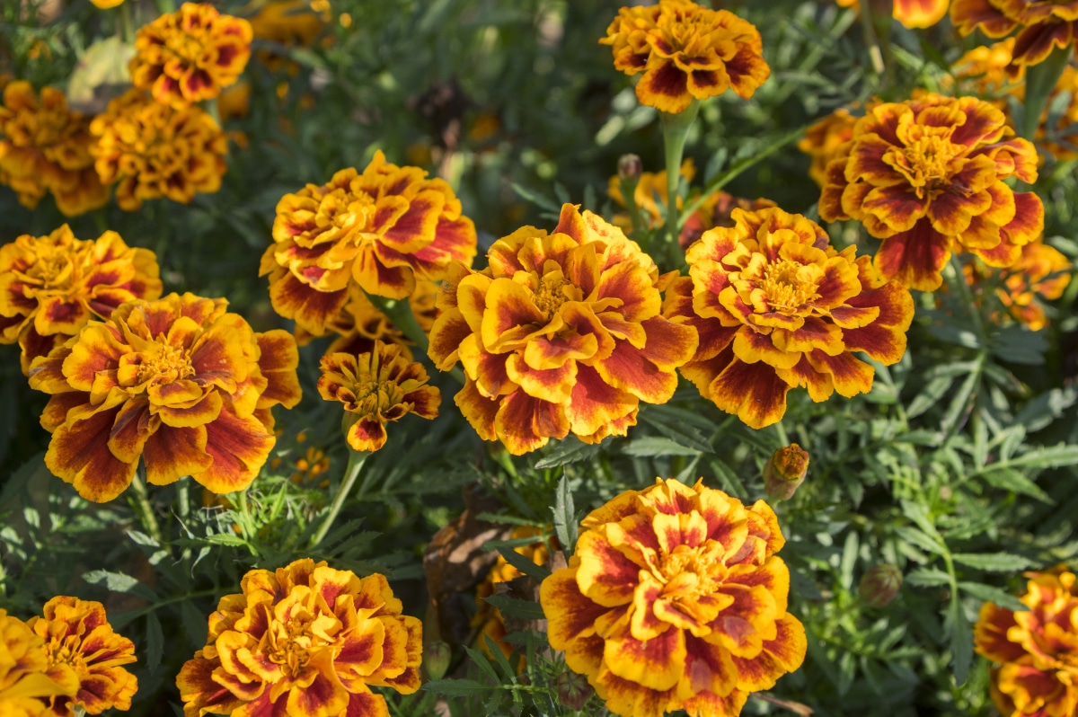 Marigolds