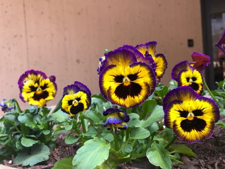 50 Pansy Varieties and How to Care For Them Gardening