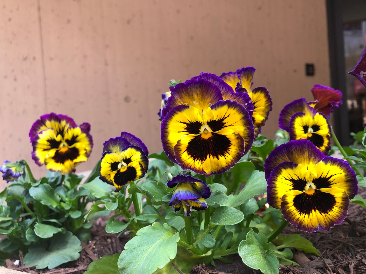 Monkey Face Pansies