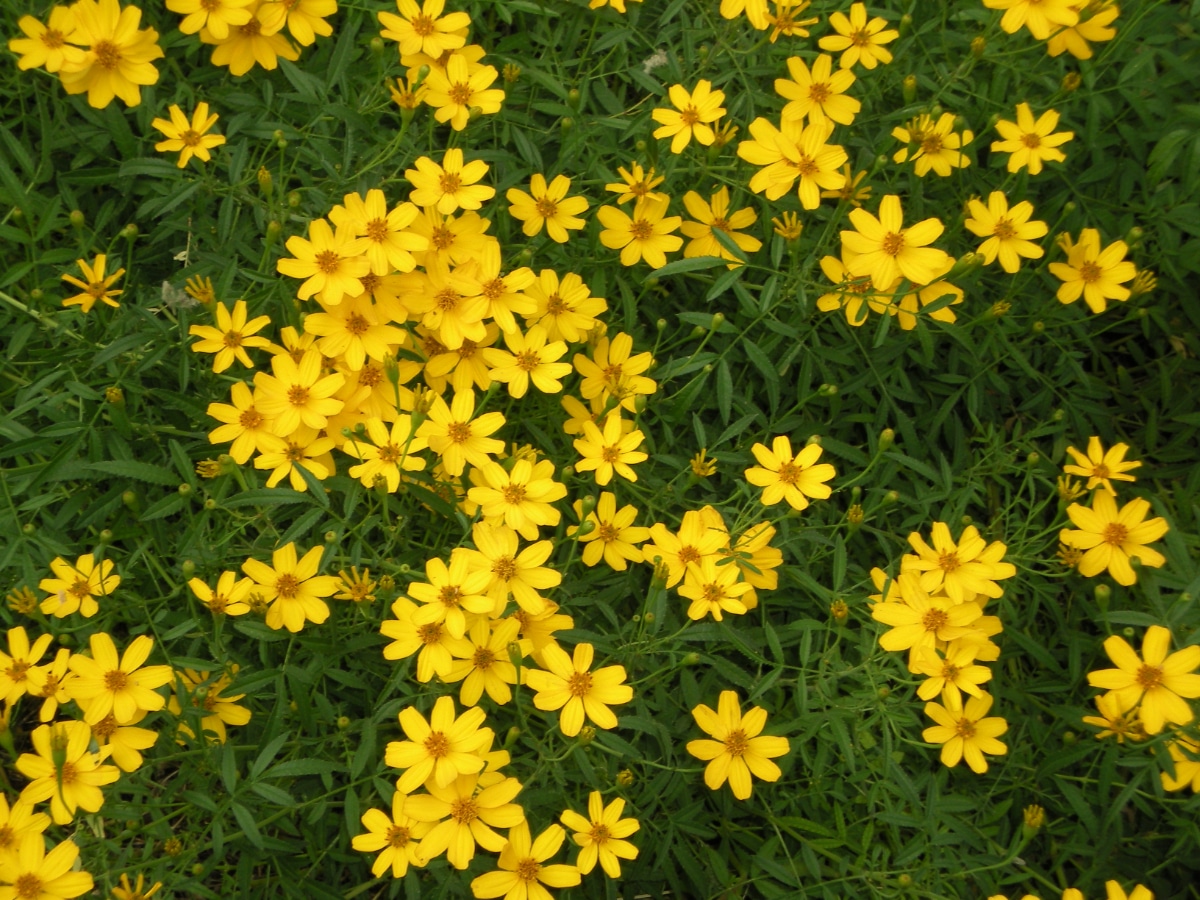 Moonbeam Coreopsis