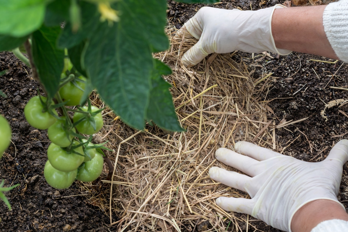 Mulched Tomato Plants