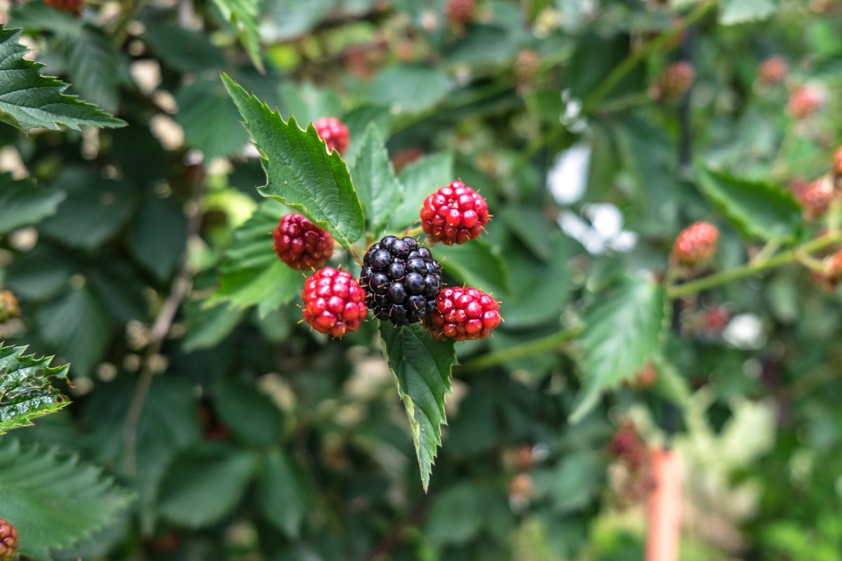 Navaho Blackberries