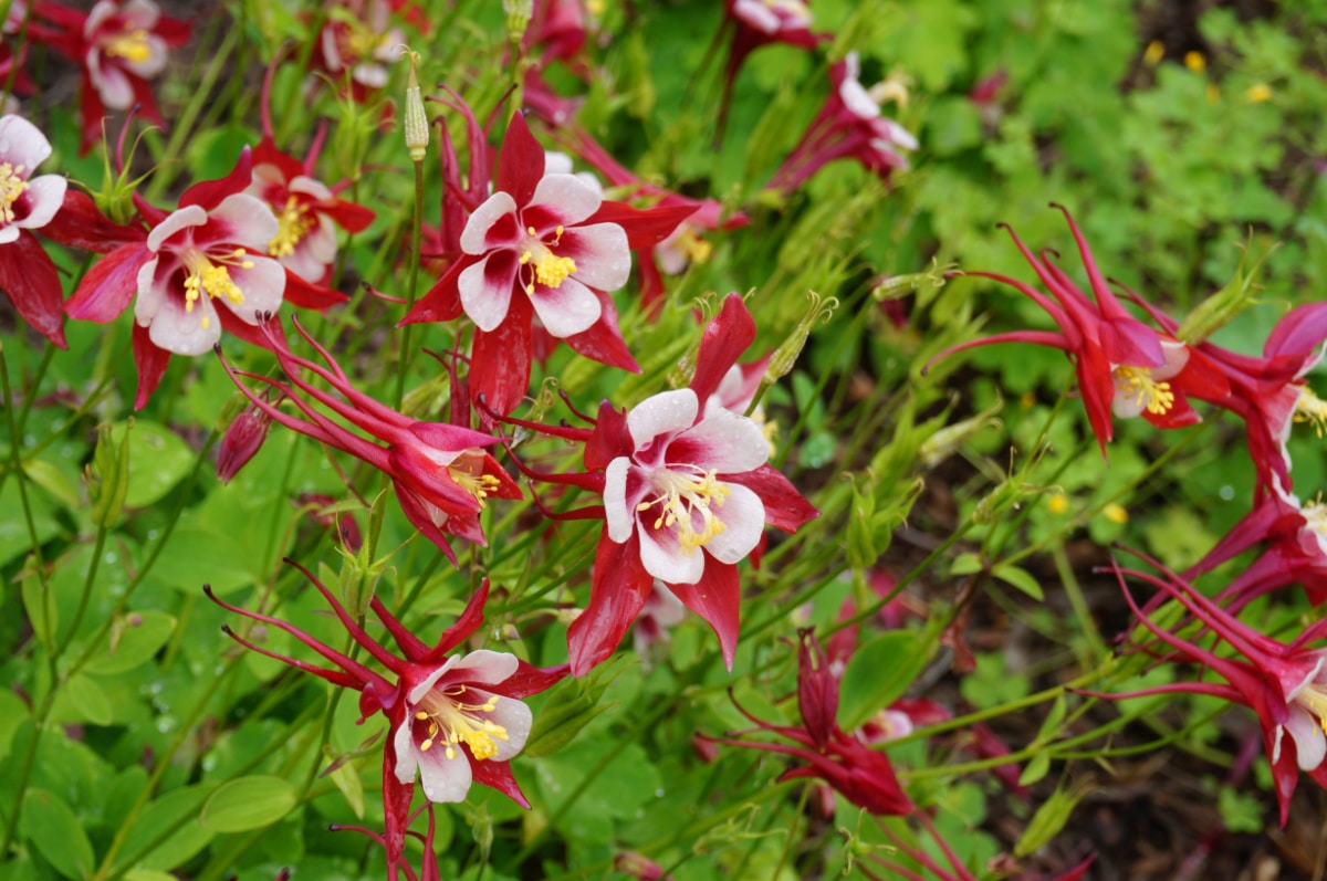 Origami Red Columbine