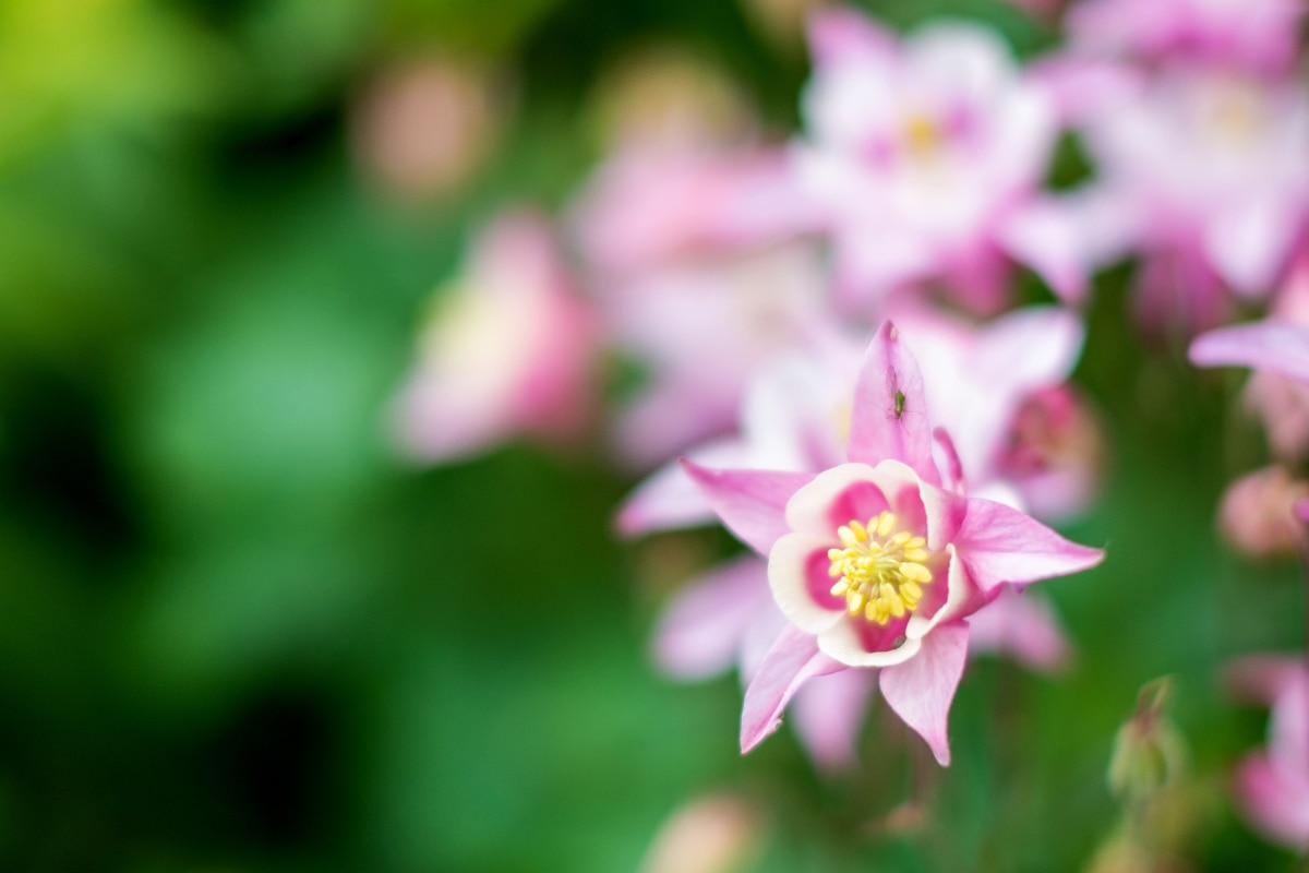 Pagoda Pink and White Columbine