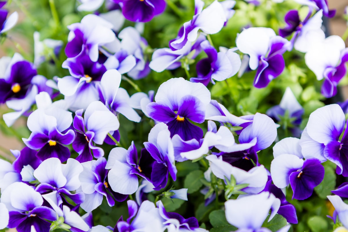 Panola Pansies