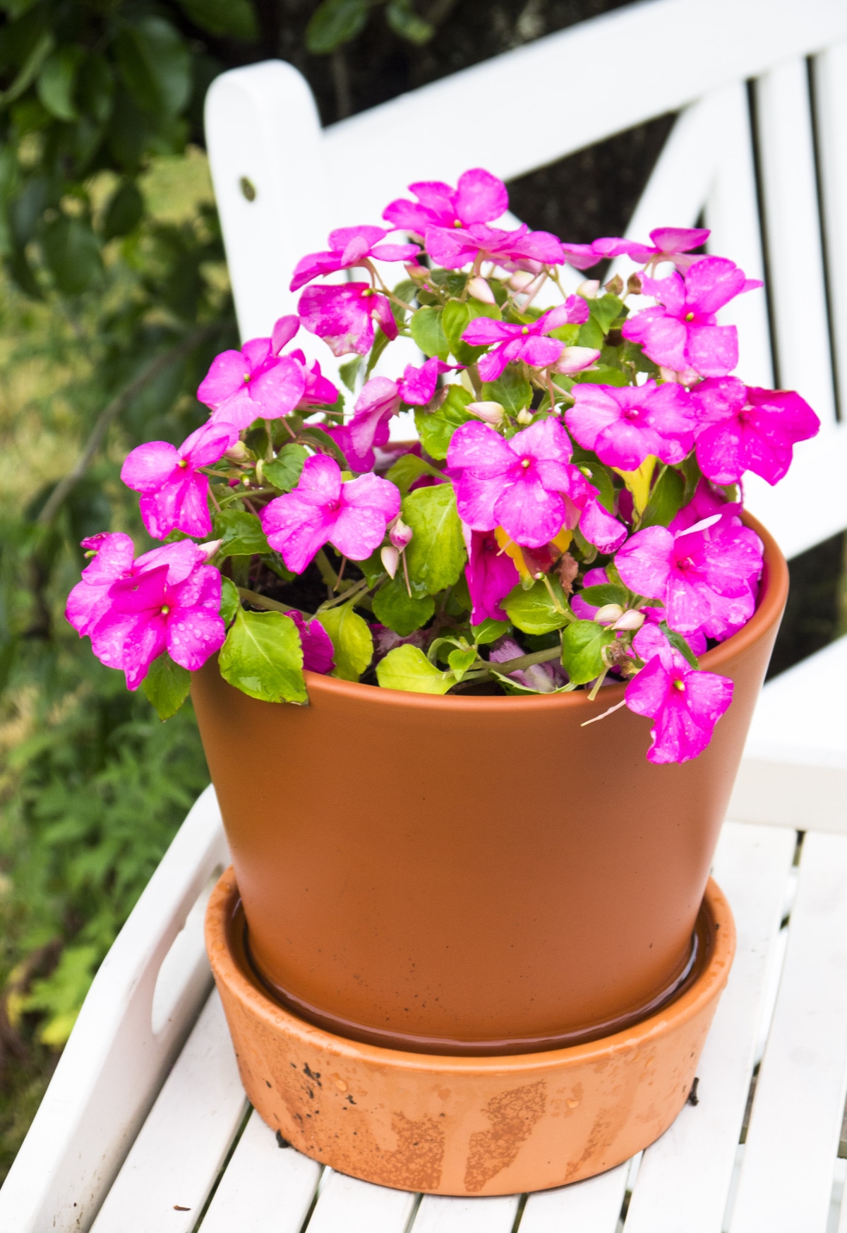 Pansies Getting Watered