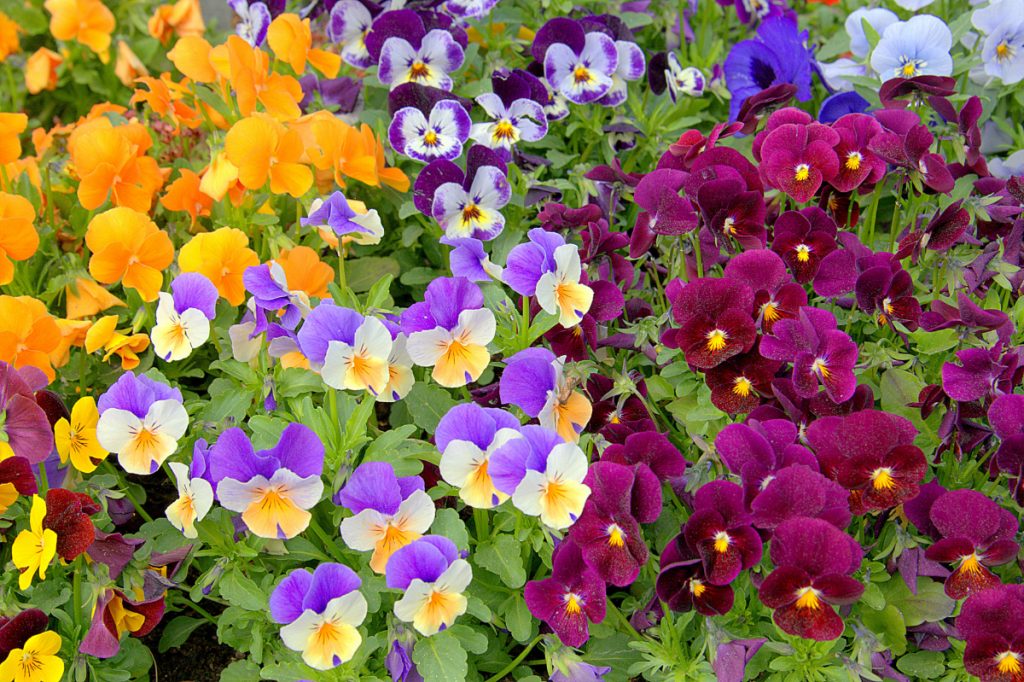 50-pansy-varieties-and-how-to-care-for-them-gardening