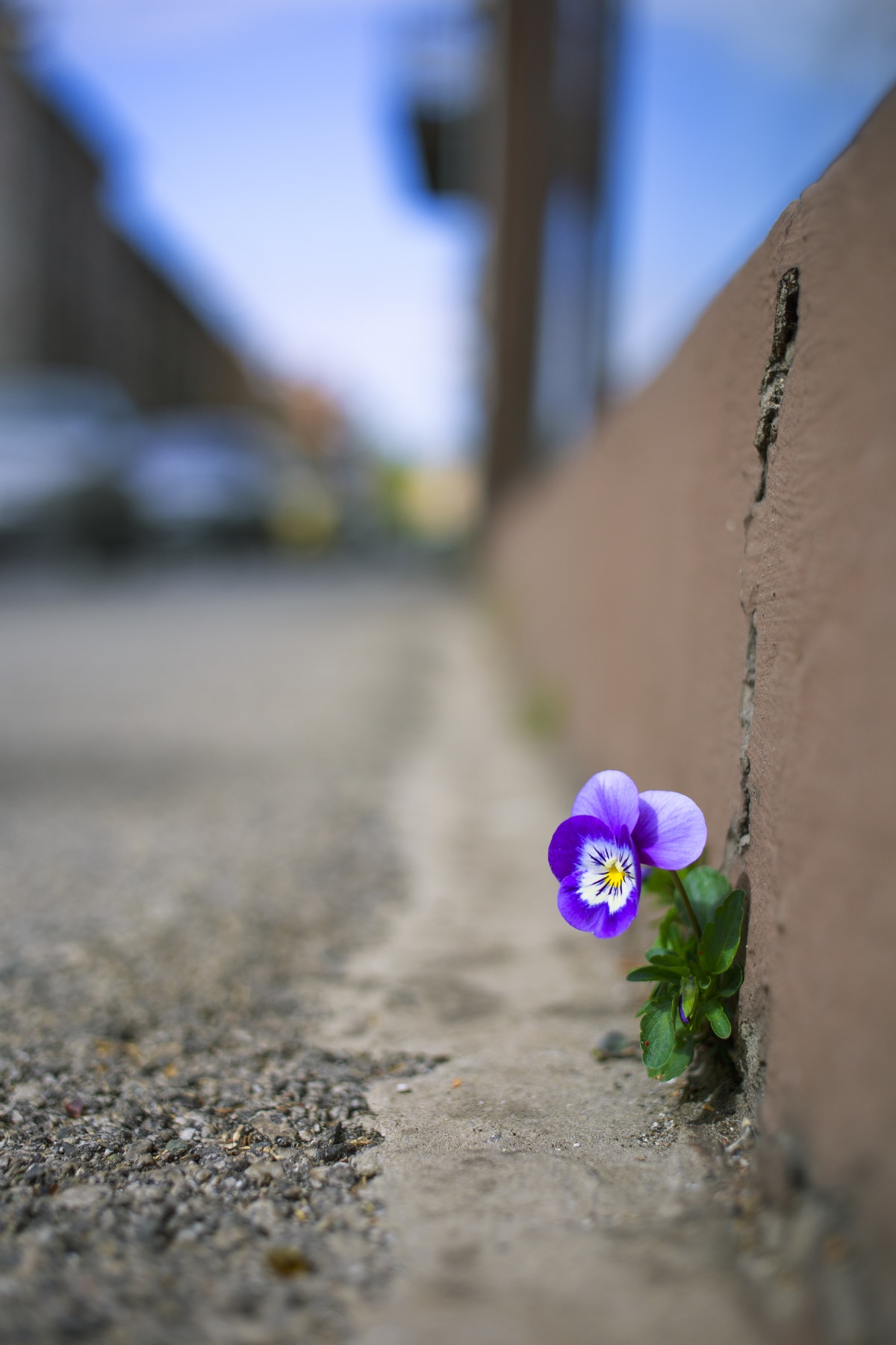 Pansies Growing in a Strange Place