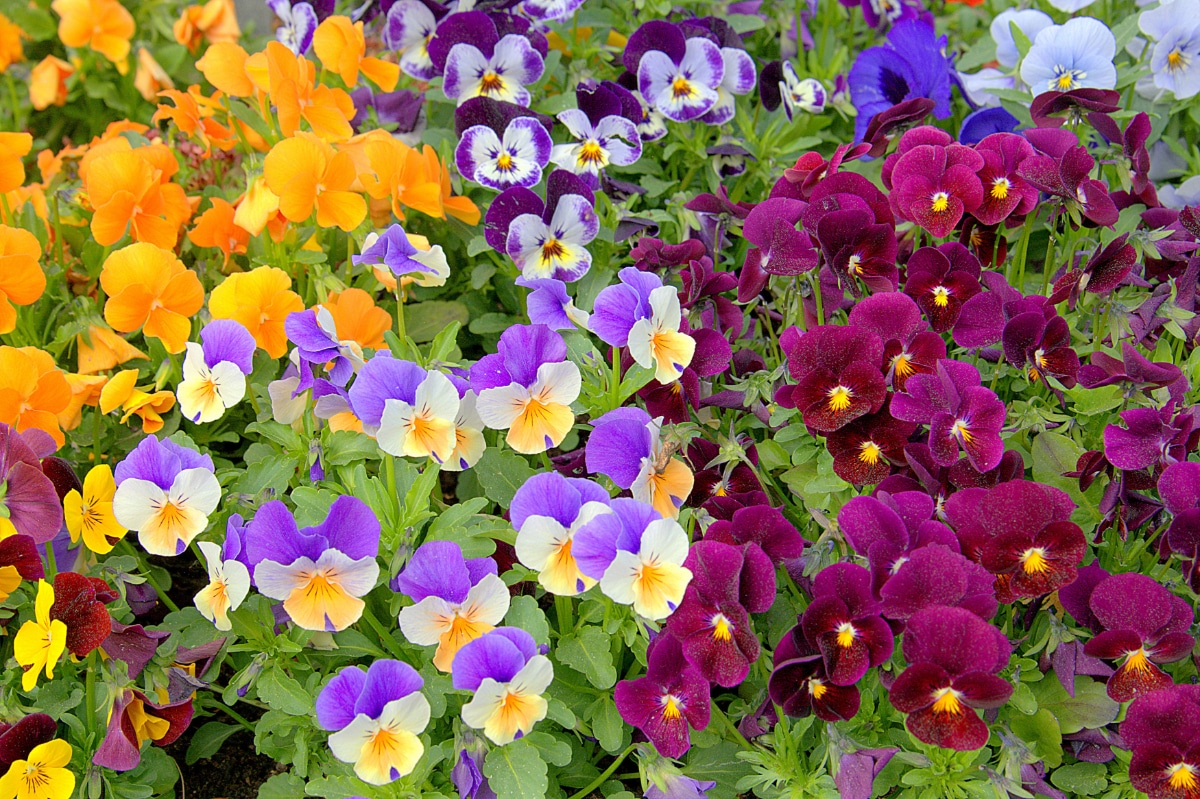 50 Pansy Varieties and How to Care For Them - Gardening