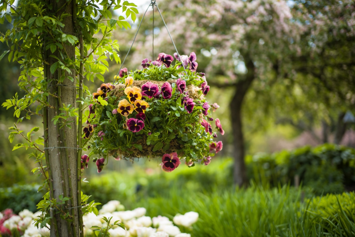 Pansies Hanging Basket