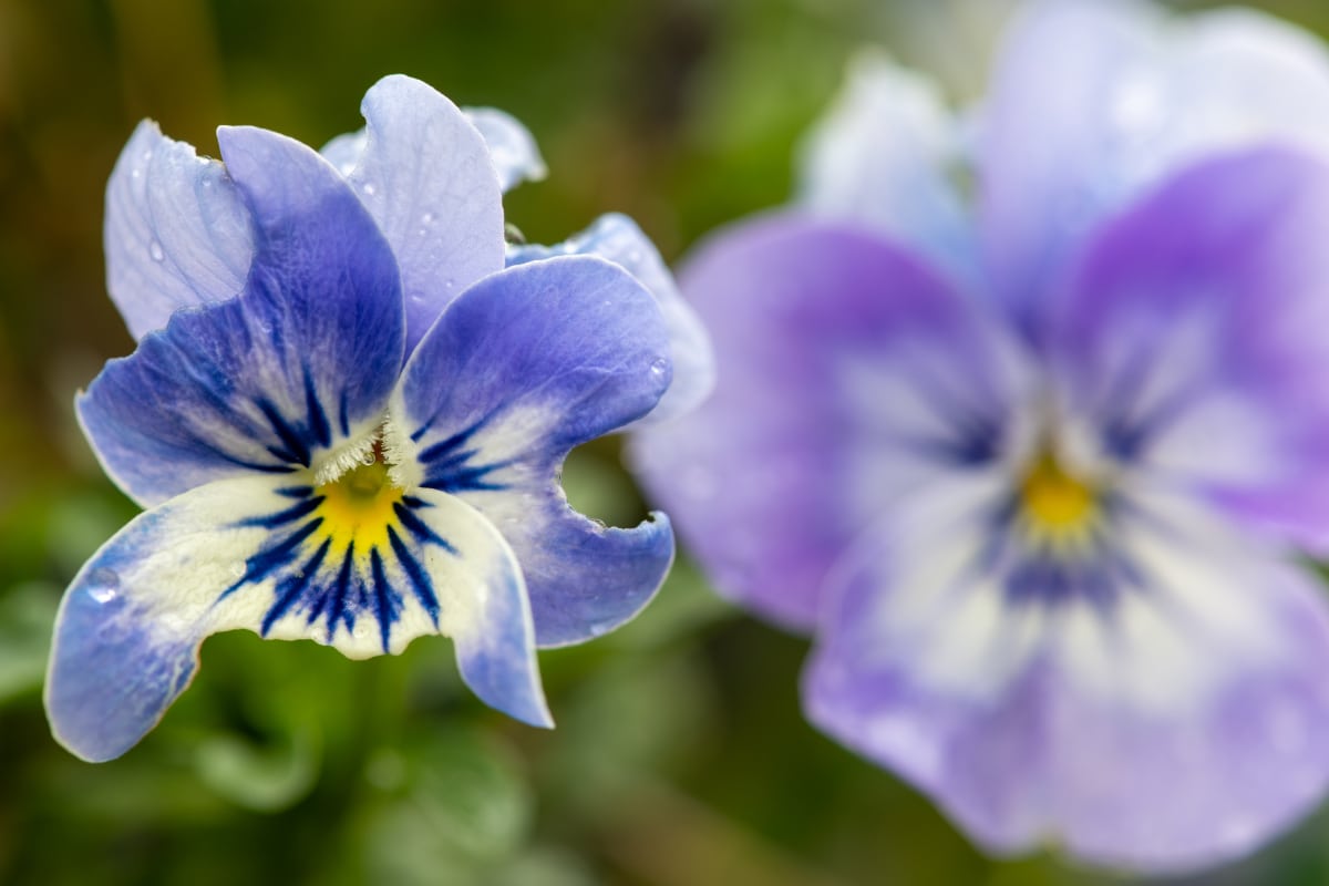 Pansies and Pests