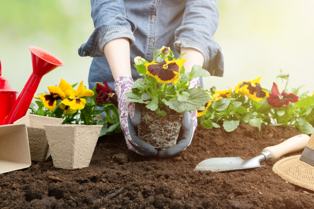 Pansies in Dirt