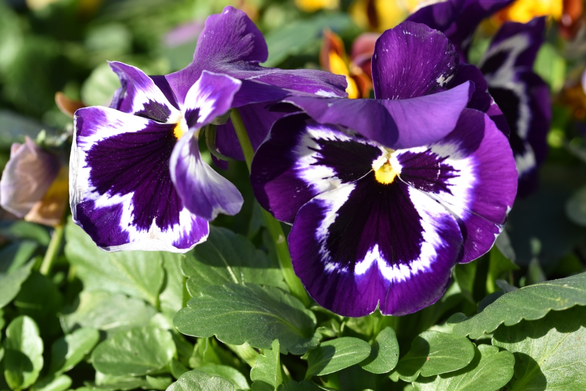 Pansies in Sun