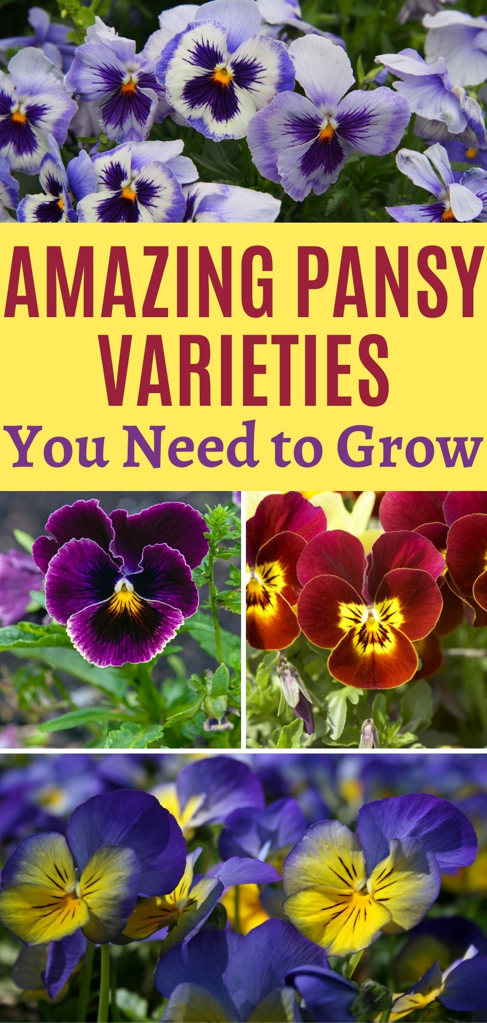 50 Pansy Varieties and How to Care For Them Gardening