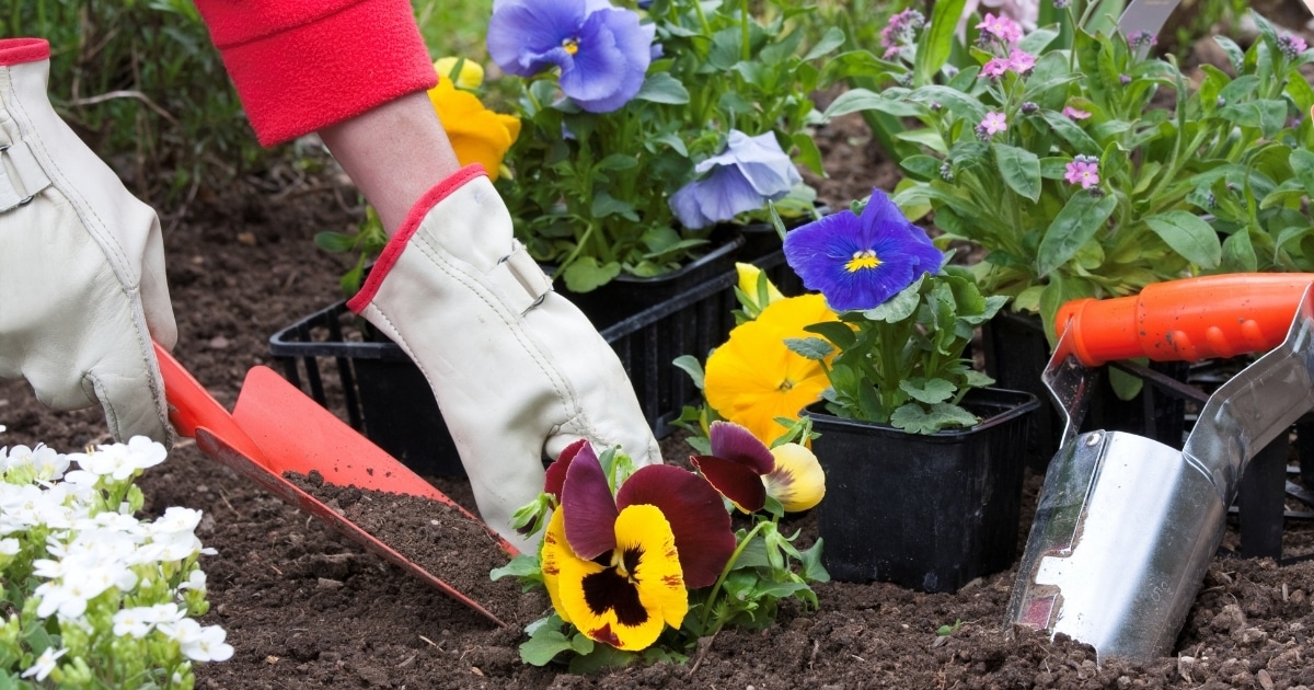 50 Pansy Varieties and How to Care For Them Gardening