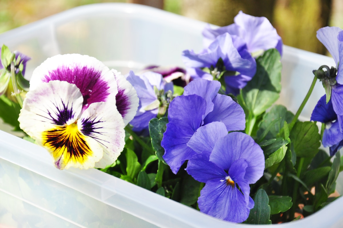 Pansy Seedlings