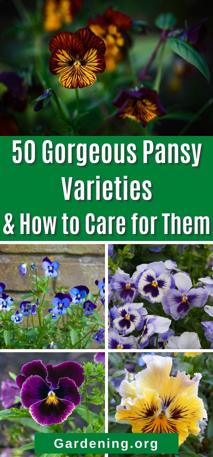50 Pansy Varieties and How to Care For Them Gardening