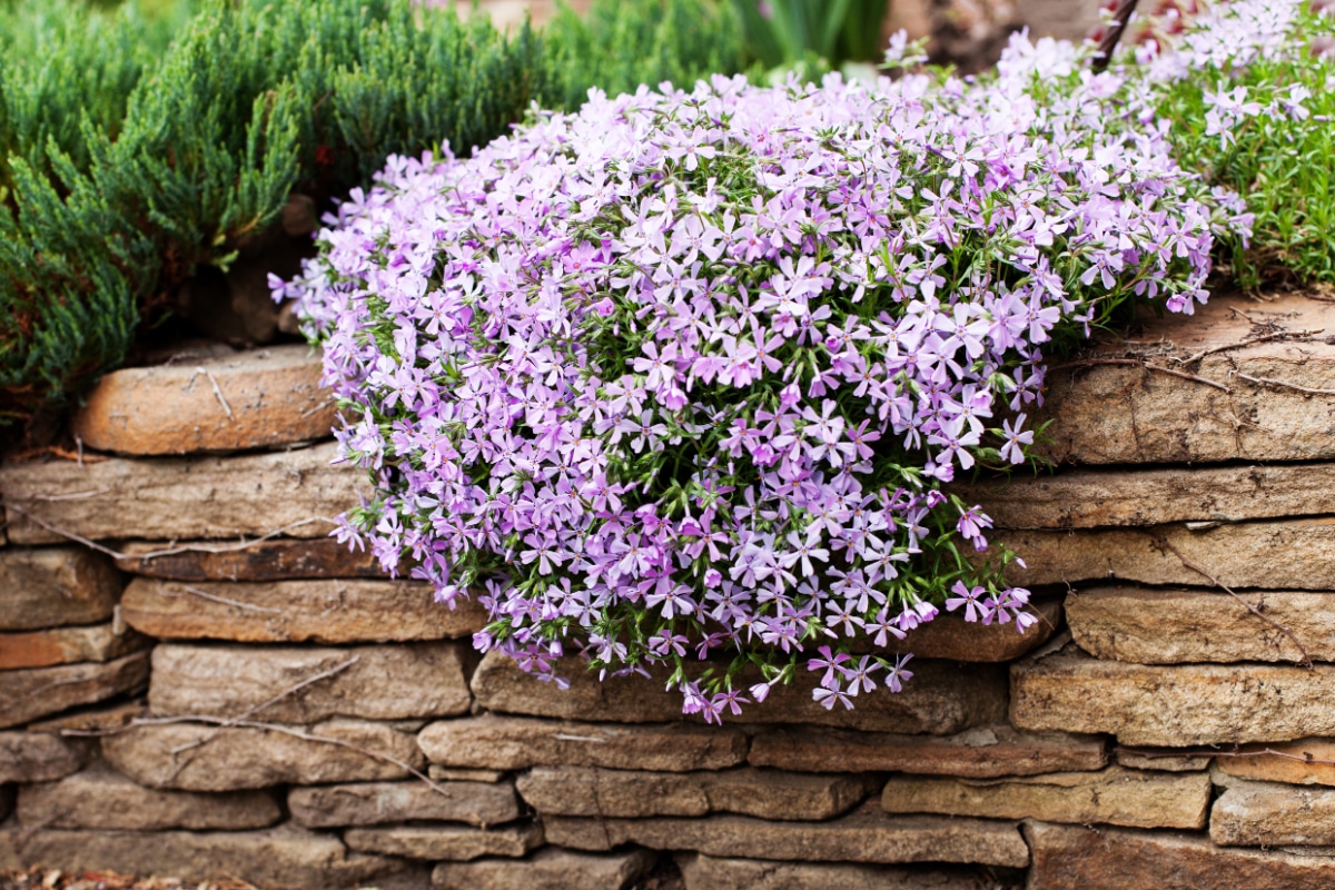 Phlox