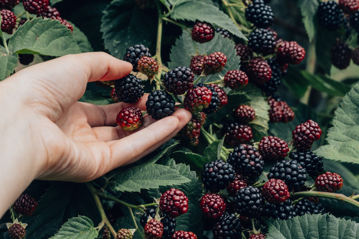  Picking Berry