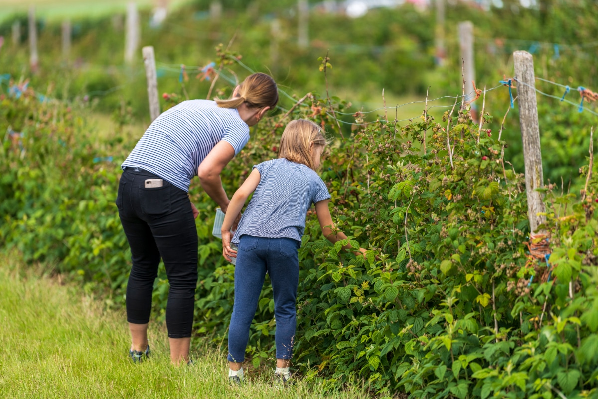 Picking Blackberries