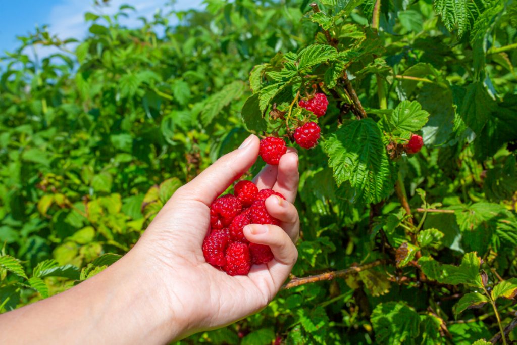 How to Grow an Endless Supply of Raspberries and Blackberries