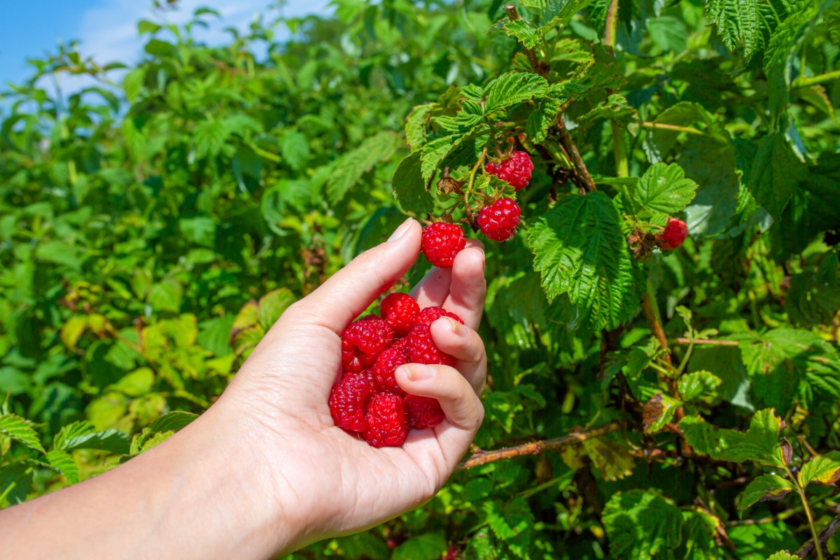  Himbeeren pflücken