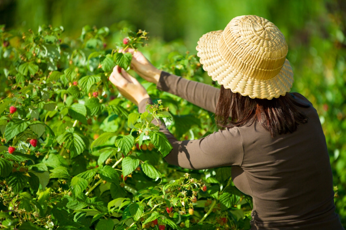 Picking Raspberries