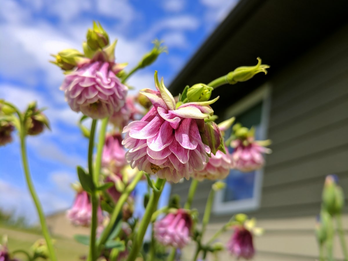 Pink Petticoat Columbine