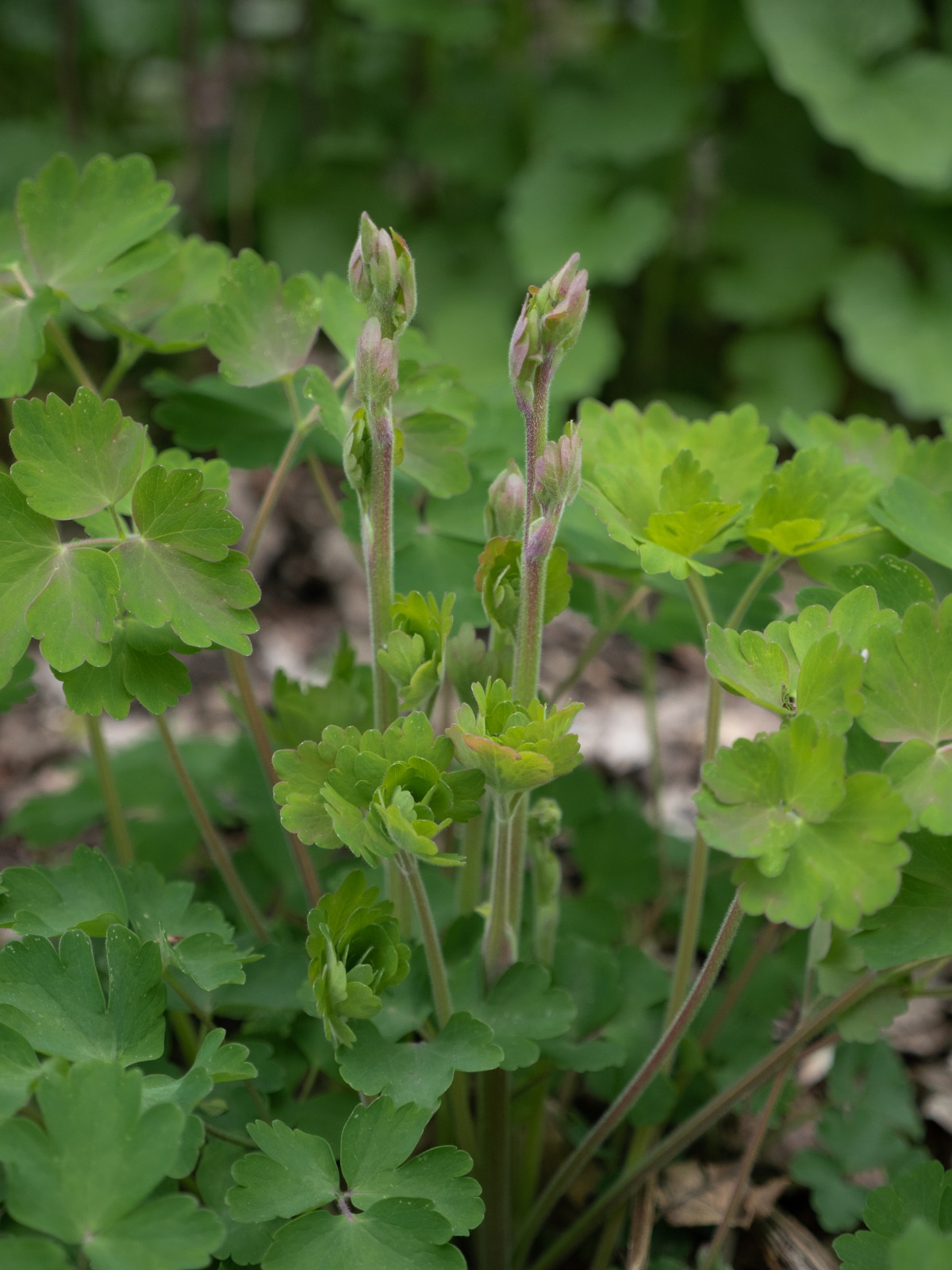 Planting Columbines