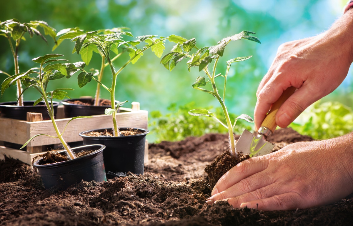 Planting Tomatoes