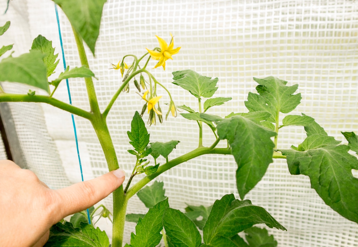 Pruning Tomatoes