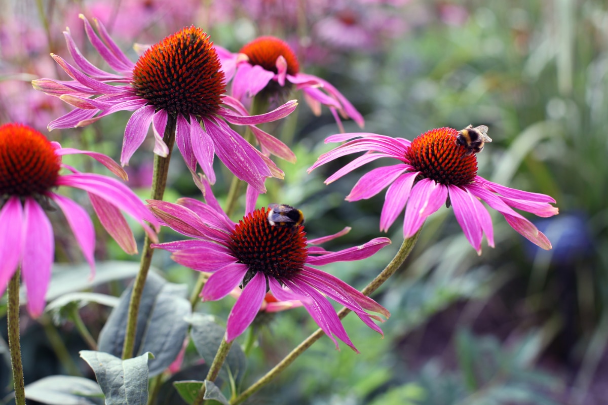 Purple Coneflower