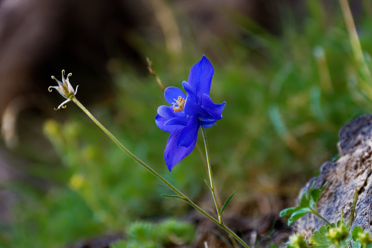 Pyrenees Columbine