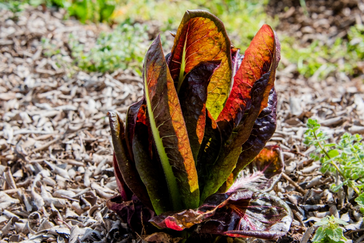 Radicchio