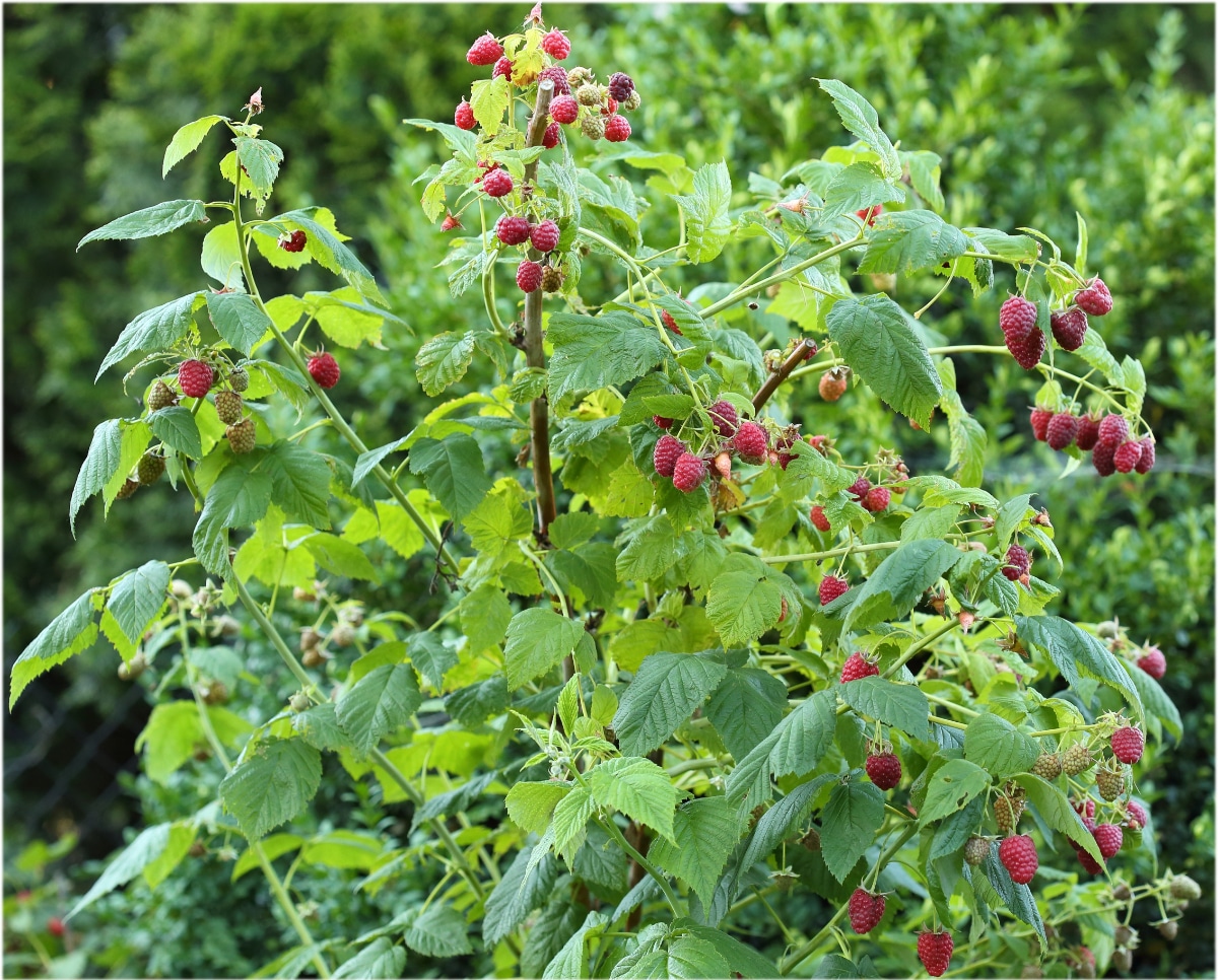 Raspberries