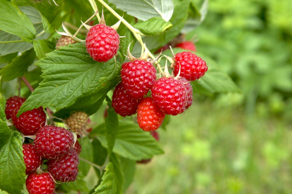 Raspberry Bush Closeup