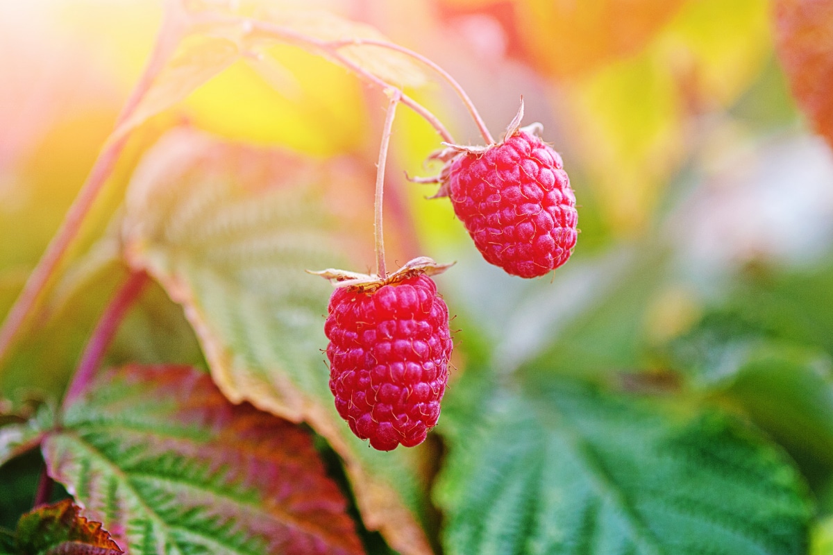 Raspberry Bush in Fall