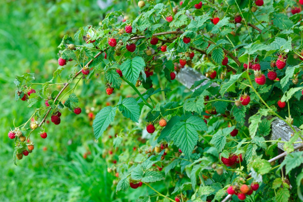 Raspberry Bush
