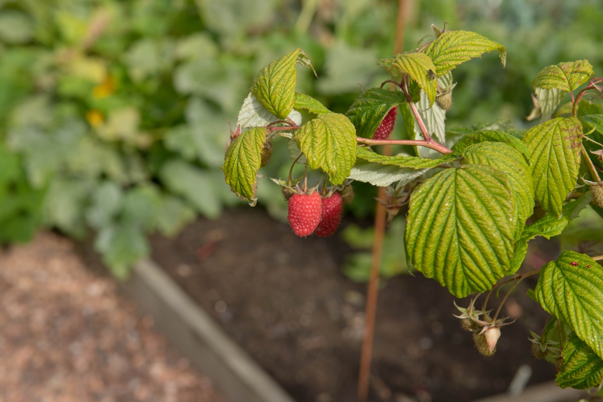 Raspberry Primocanes