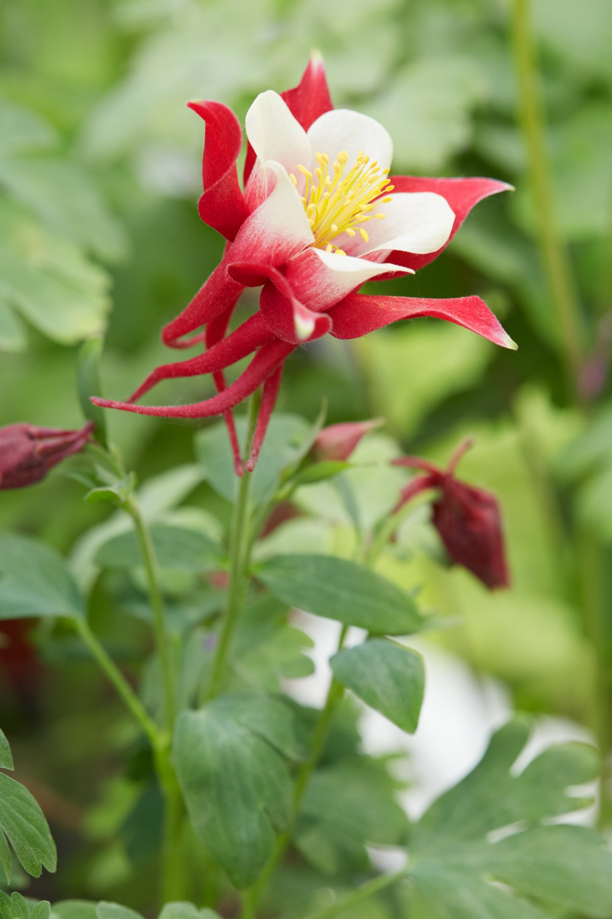 Red Hobbit Columbine