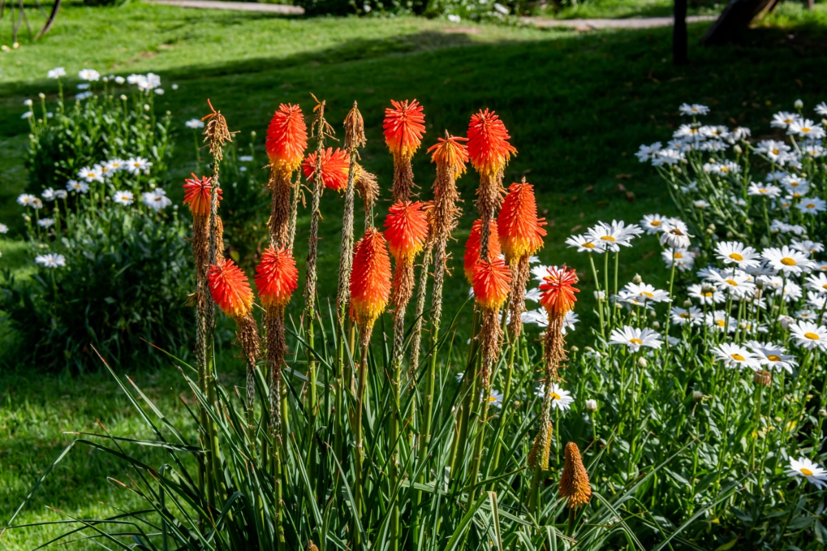 Red Hot Poker