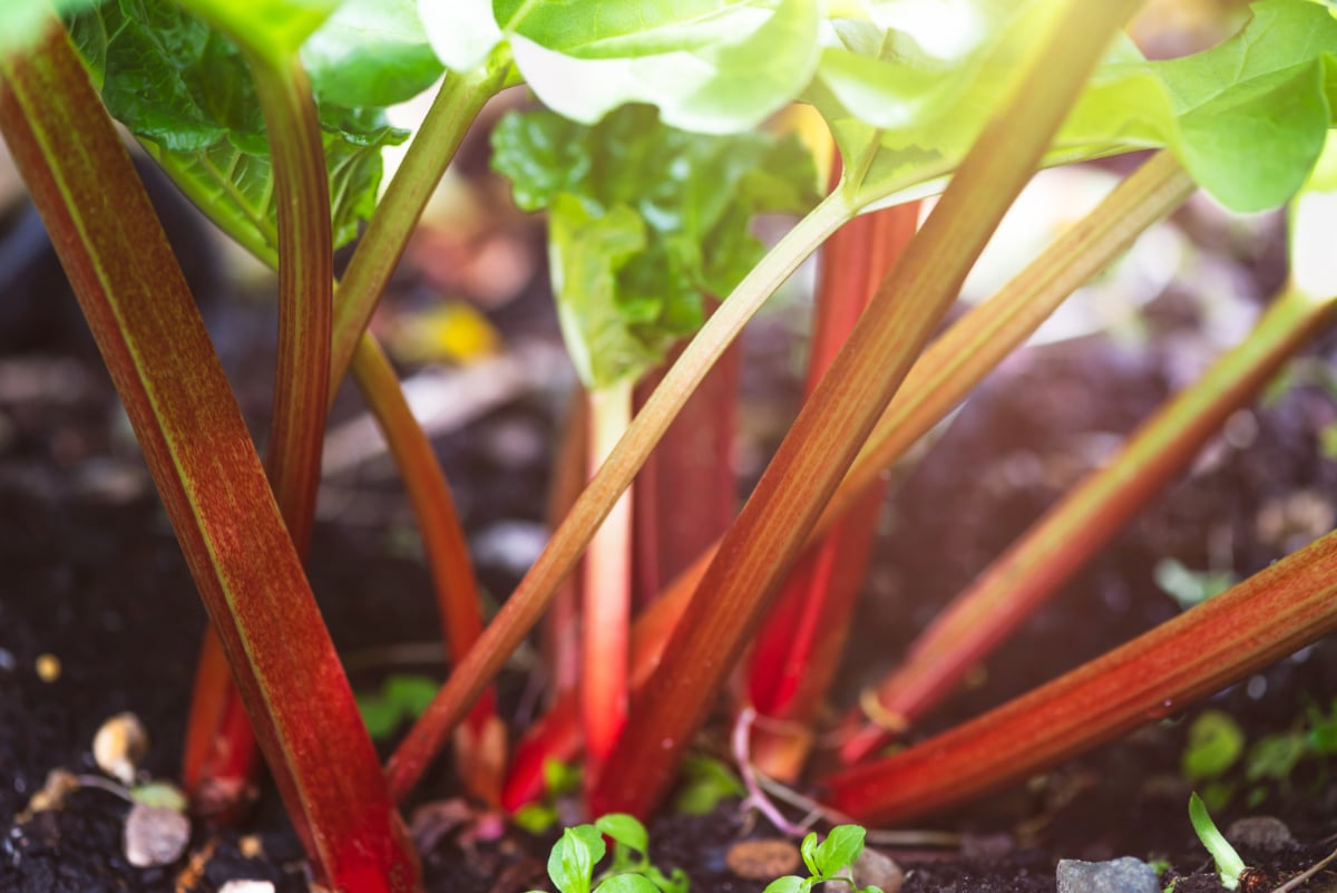 Rhubarb