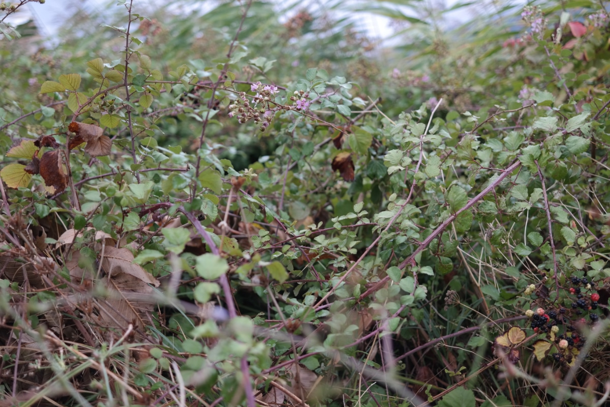 Roadside Blackberry Bush