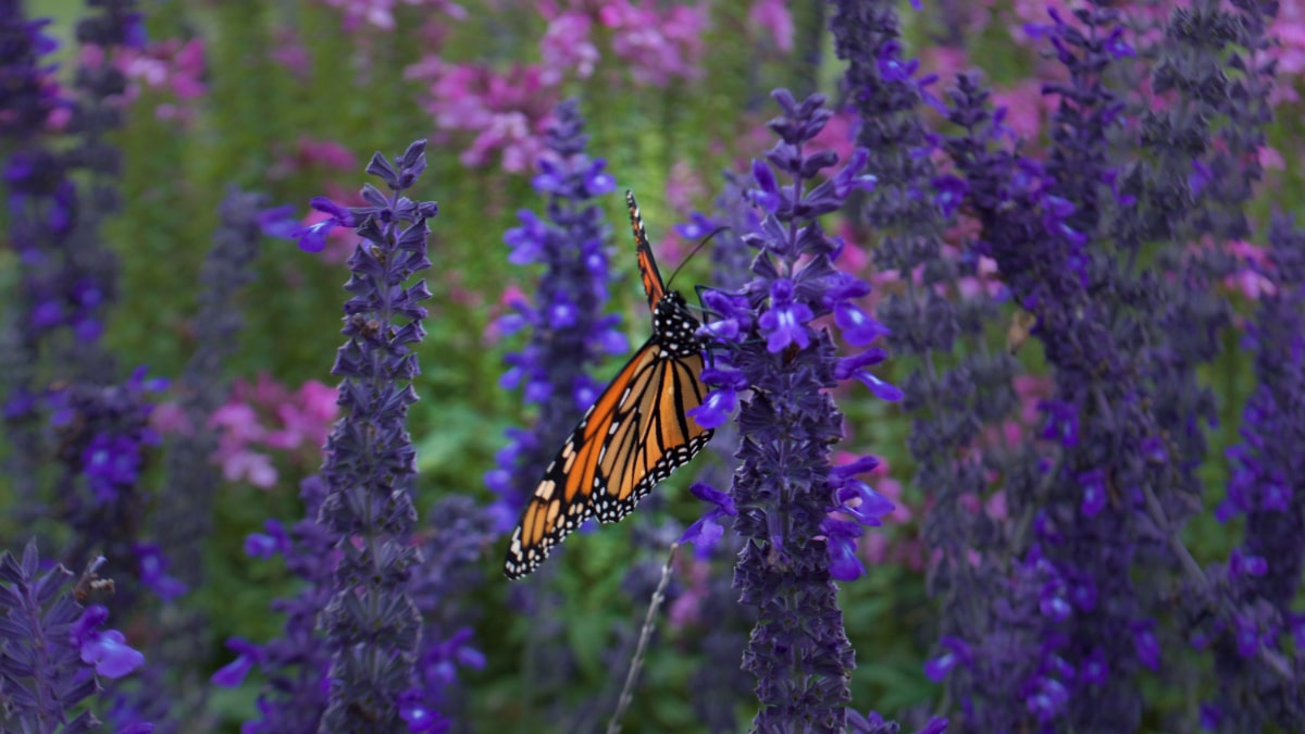 Russian Sage