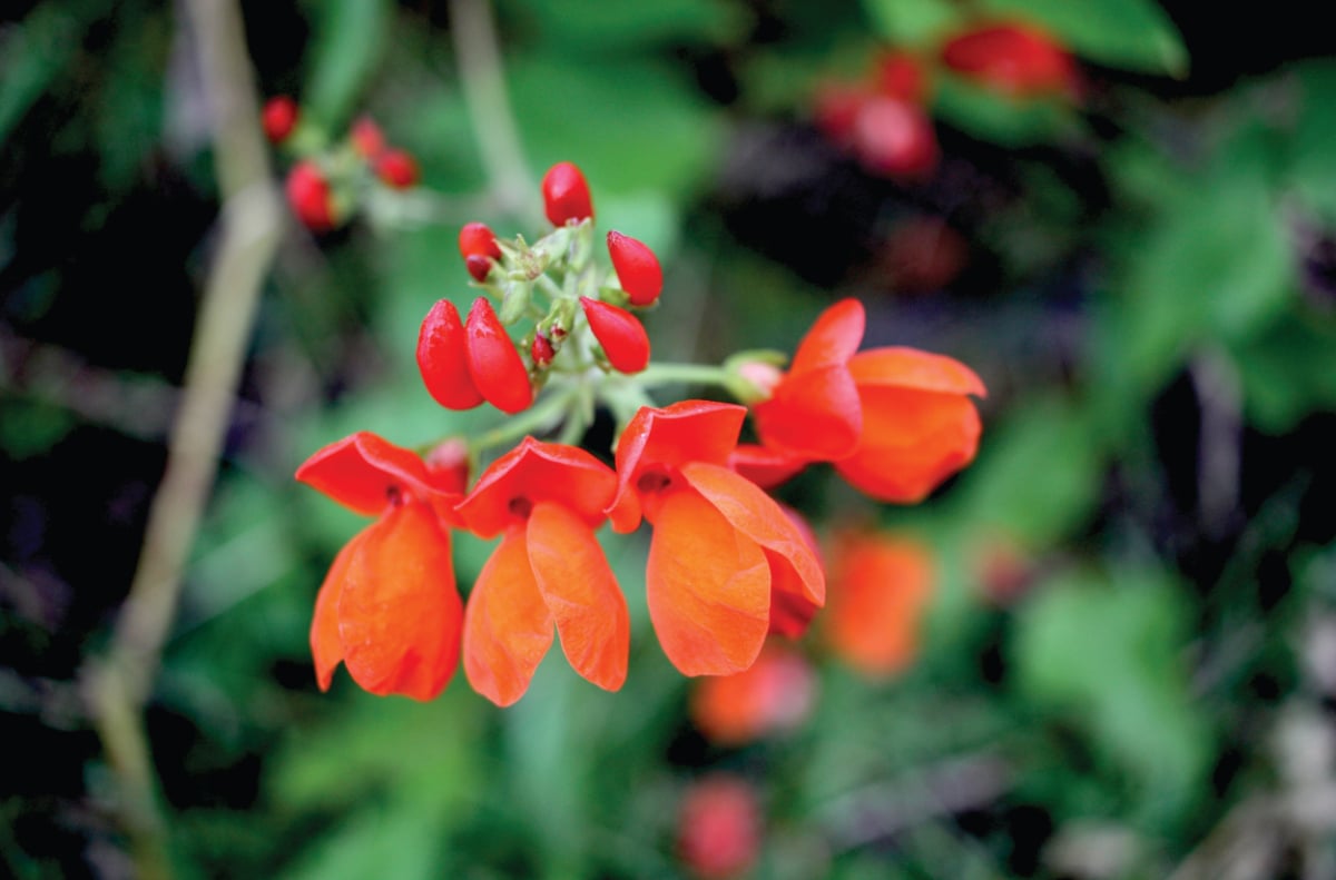 Scarlet Runner Beans