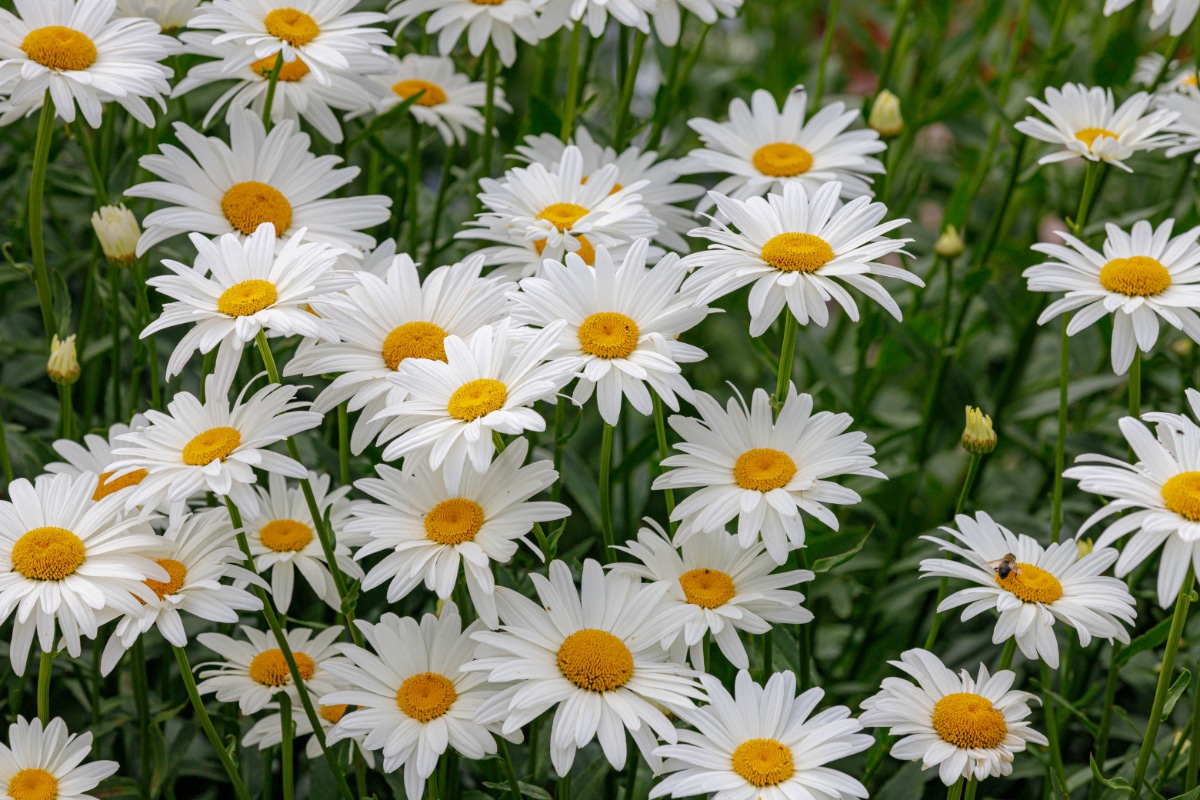 Shasta Daisy