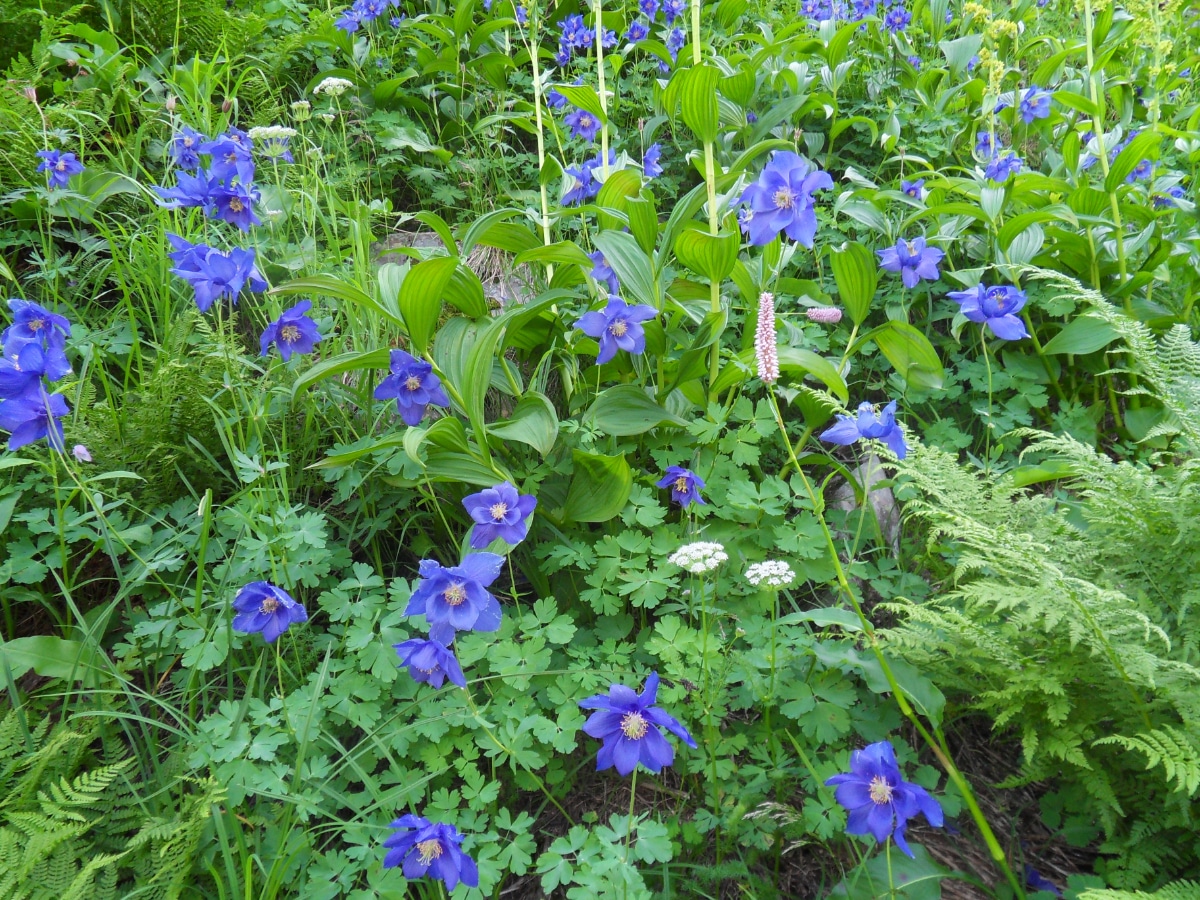 Siberian Columbine