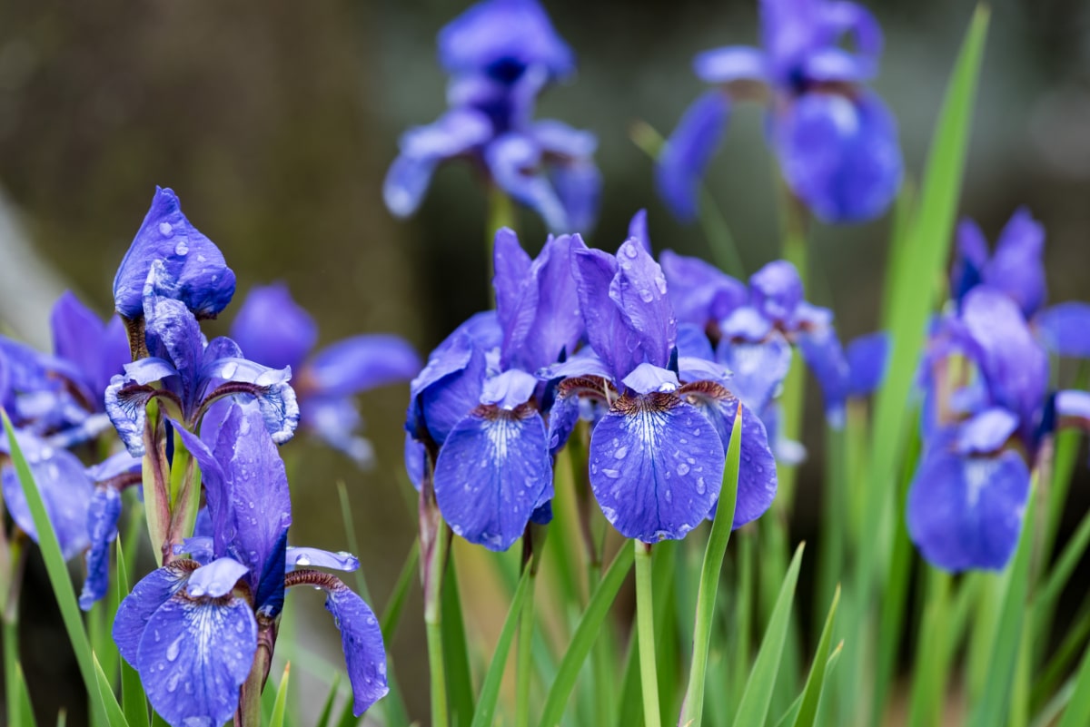 Siberian Iris