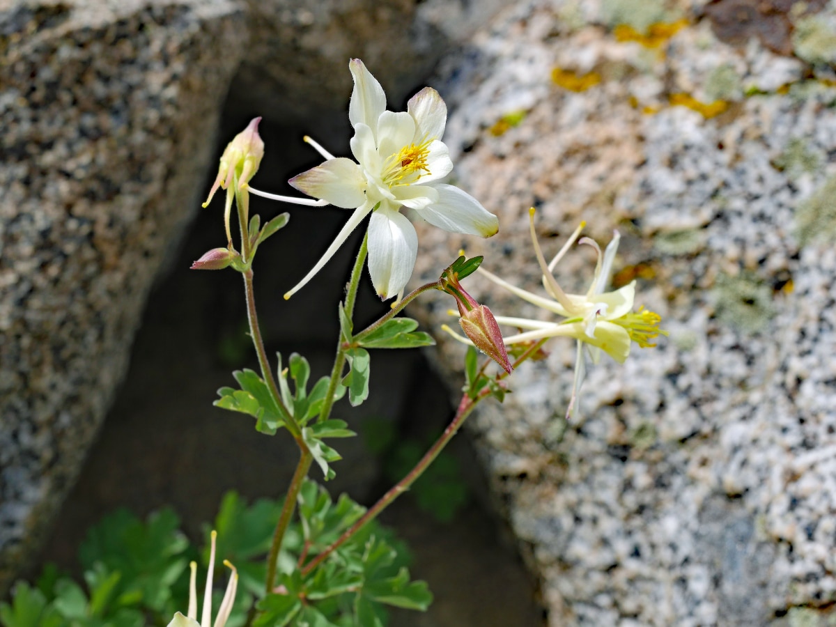 Sierra Columbine