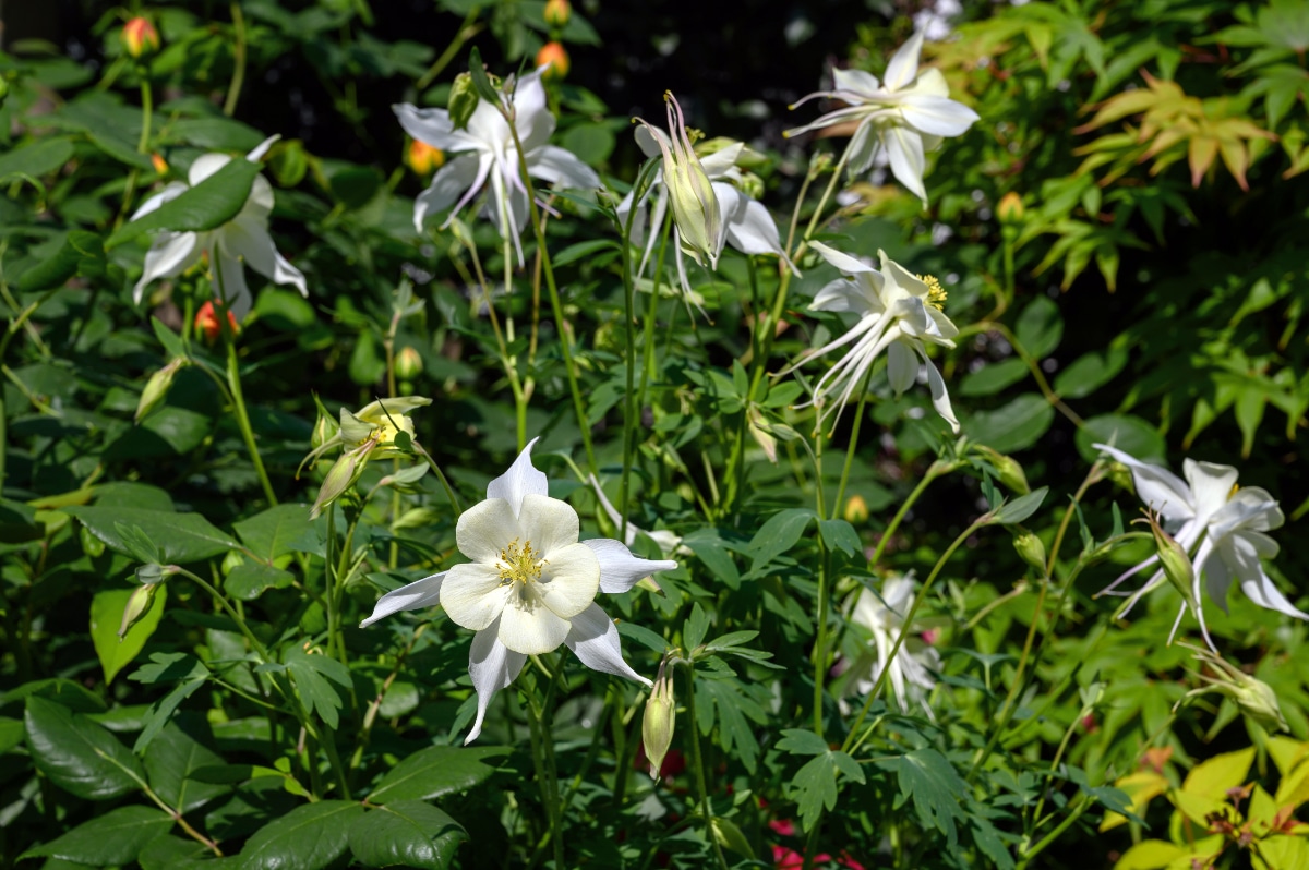 Snow Queen Columbine